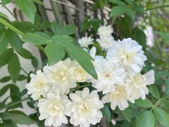 -哈根达斯(大悦城店)