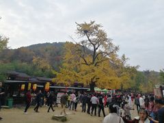 -千年银杏谷文化旅游区