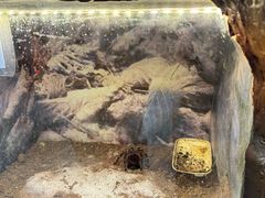 -上海大自然野生昆虫馆(东方明珠·爬宠昆虫探索中心)