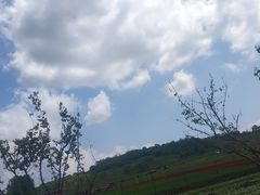 -莲花山花海