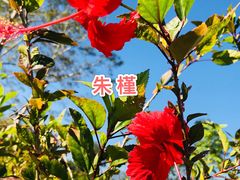 -中国科学院西双版纳热带植物园