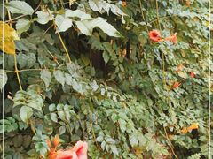 -北京大学燕东园