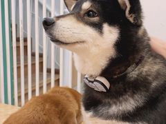 -是阿柴呀！柴犬咖啡·爱喵喵猫咖