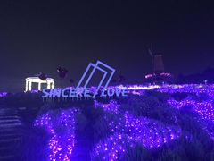 -大塘金香草谷