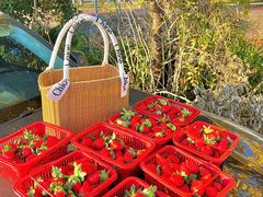 -尚田草莓姑娘白草莓采摘基地