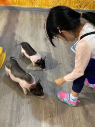 -Moni星球萌宠·小马宝莉·灵蛇·高端高阶全萌宠互动体验俱乐部(红豆国际广场店)