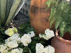 -自由生长植物工作室(深港花卉中心店)