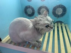 -A猫a狗全科·犬猫异宠·芥西宠物医院(南开总院)