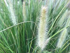 -眉山湿地公园(东坡区)