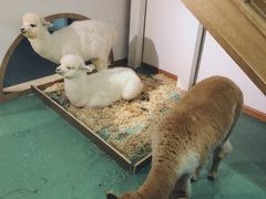 -藦茜花园宠物主题亲子互动体验馆(国顺东路店)