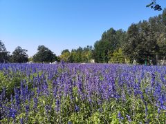 -静之湖湖畔餐厅