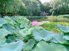 -陈家山荷花公园