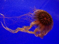 -上海海洋水族馆