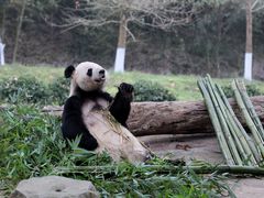 -都江堰中华大熊猫苑