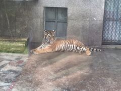 -西安秦岭野生动物园