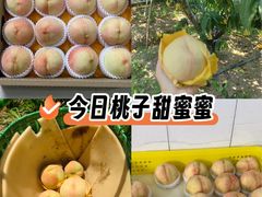 -老袁家蜜桃农场·阳山水蜜桃