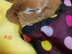 -北京观赏动物医院·24小时大型综合·猫专科·异宠专科