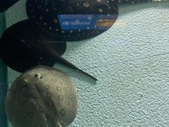 -上海海洋水族馆