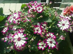 -三圣花乡旅游区