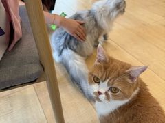 -Let's go狗咖·猫咖·奶狗·桌游(春熙路IFS店)