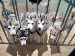 -Husky Go! 哈士奇体验馆·宠物咖啡厅狗咖
