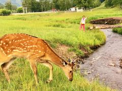 -塞罕坝国家级自然保护区