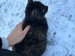 -pd派德宠物中心医院24H急重症·眼科中心·血液透析中心(嵩山北路店)