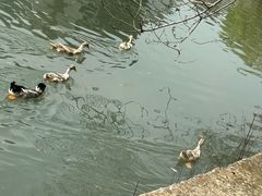 -同里国家湿地公园