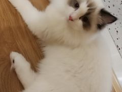 -滚猫咖啡·猫咖·猫友好撸猫(未来城店)