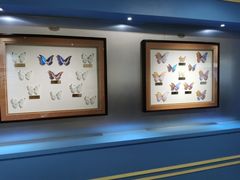 -上海昆虫博物馆