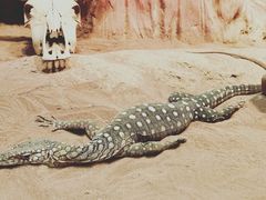 -费瑟代尔野生动物园