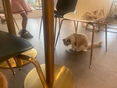 -飞行喵MR PILOT|猫舍·猫咖(静安大融城店)