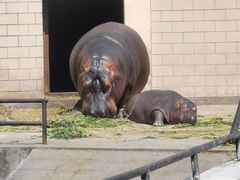 -合肥野生动物园