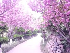-石老人观光园