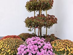 -上海共青森林公园