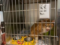 -御宝贝·A梦猫科宠物医院(国际猫友好医院)