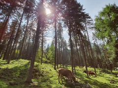 -硗碛藏寨·神木垒景区