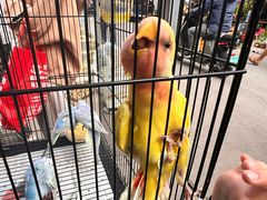 -哈尔滨道外花鸟鱼市场