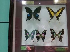 android_upload_pic-上海昆虫博物馆