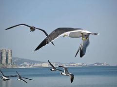 -悦海公园
