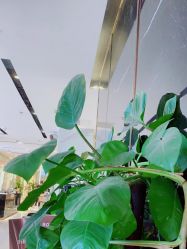 -罗亚帝造型·烫发染发