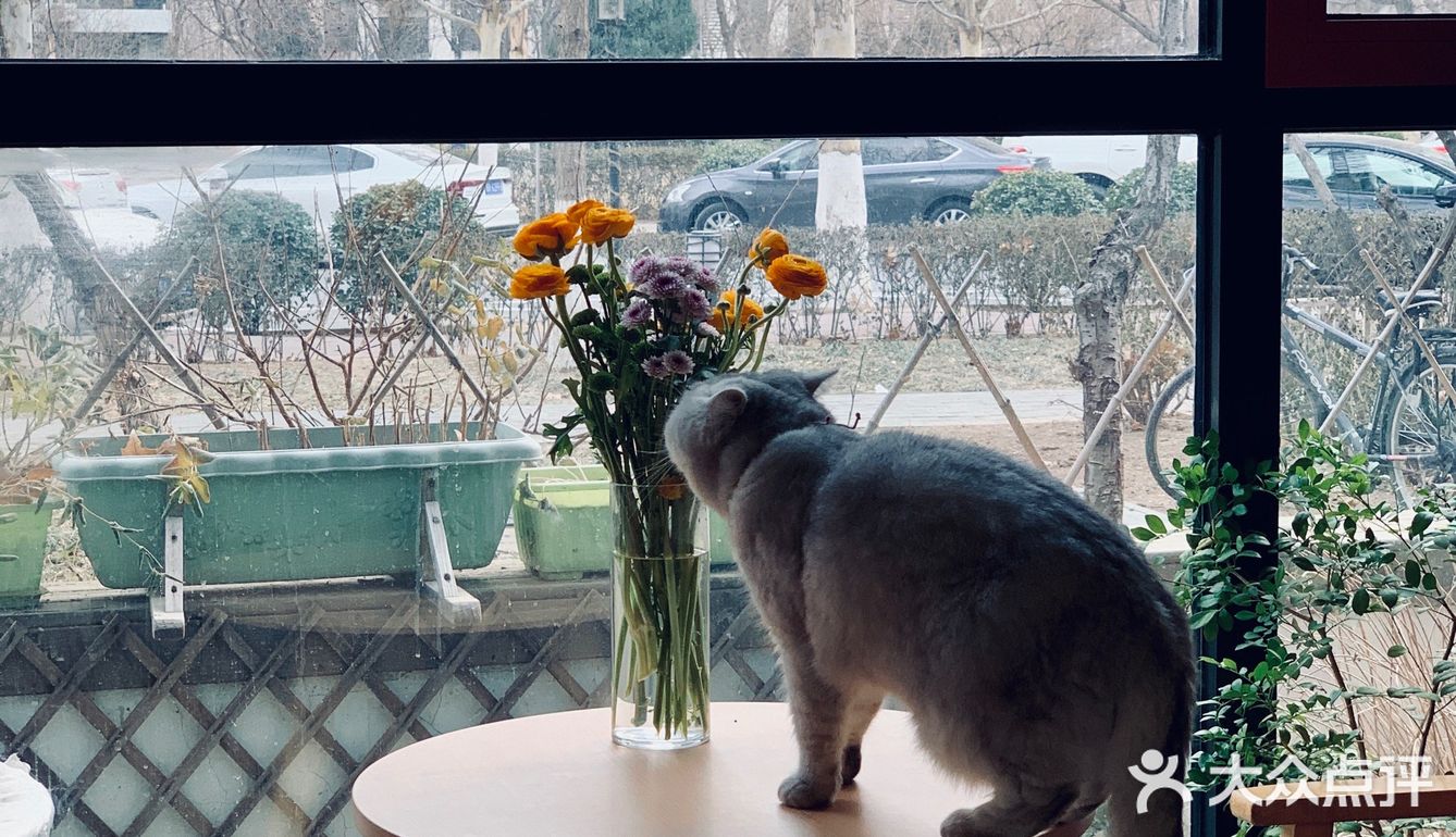 在这喝上一杯手冲，观察观察🐱们，午后时光舒服的紧[得意]