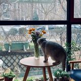 在这喝上一杯手冲，观察观察🐱们，午后时光舒服的紧[得意]