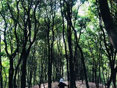 -火炉山森林公园