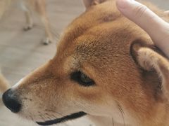 -柴犬高等学院·狗咖·柴犬售卖·宠物训练