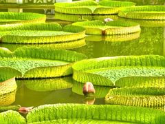 -国家植物园南园