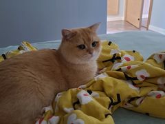 -柚子猫舍·精品猫舍购猫·猫咪认养·购宠·宠物店