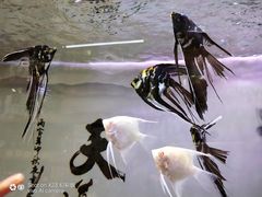 -龟与熊猫宠物公园(南坪店)
