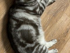 -客临百思德·东北特色馆(龙湖时代天街店)