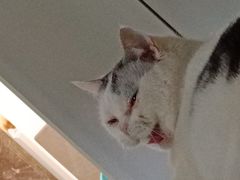-美联众合动物医院·24h转诊中心